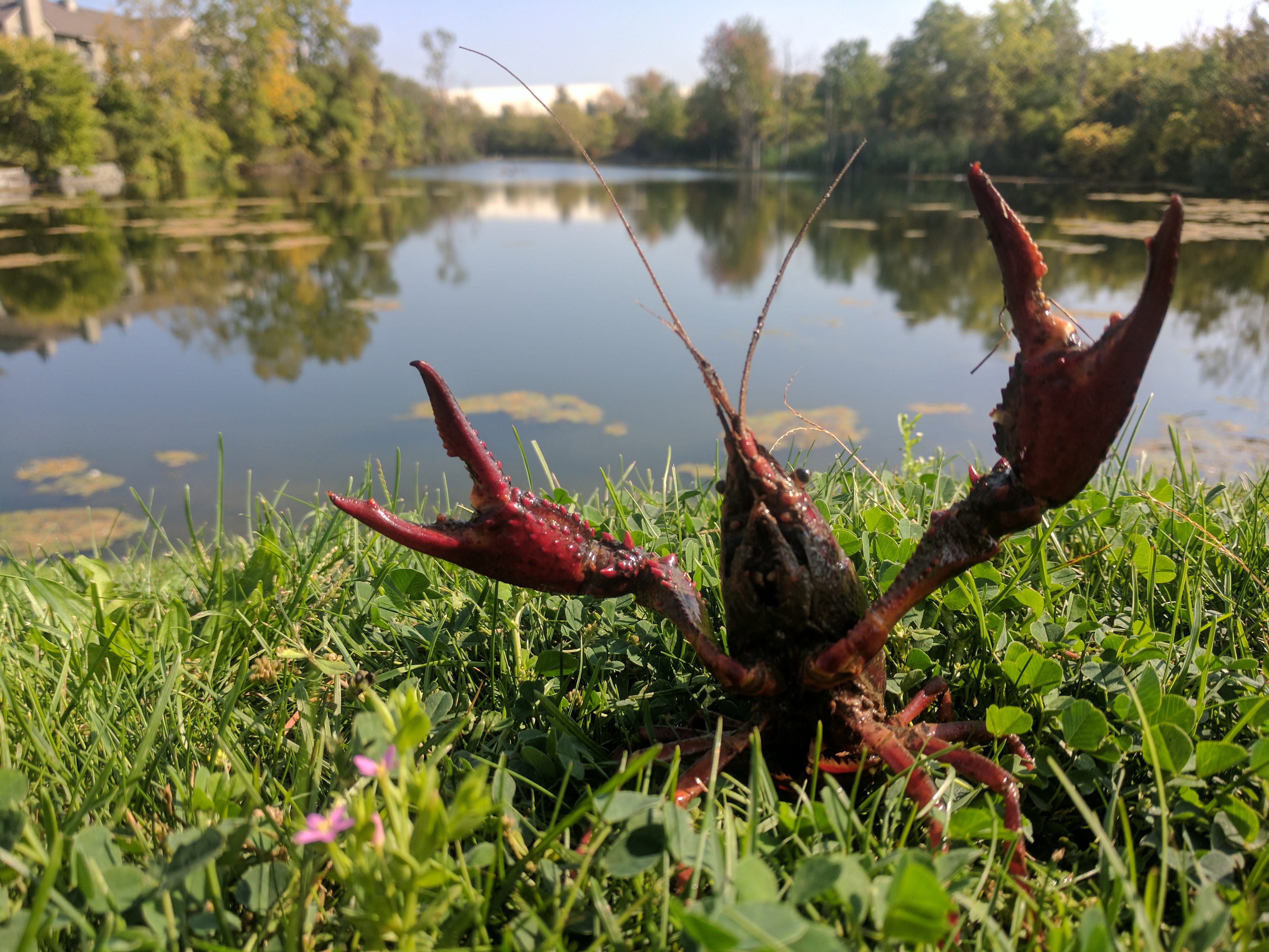 Red Swamp Crayfish - Nov 2022